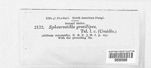 Nectria gracilipes image